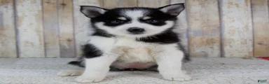 Bonnie