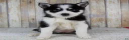 Pomsky dogs for sale: Bonnie - Ad 1