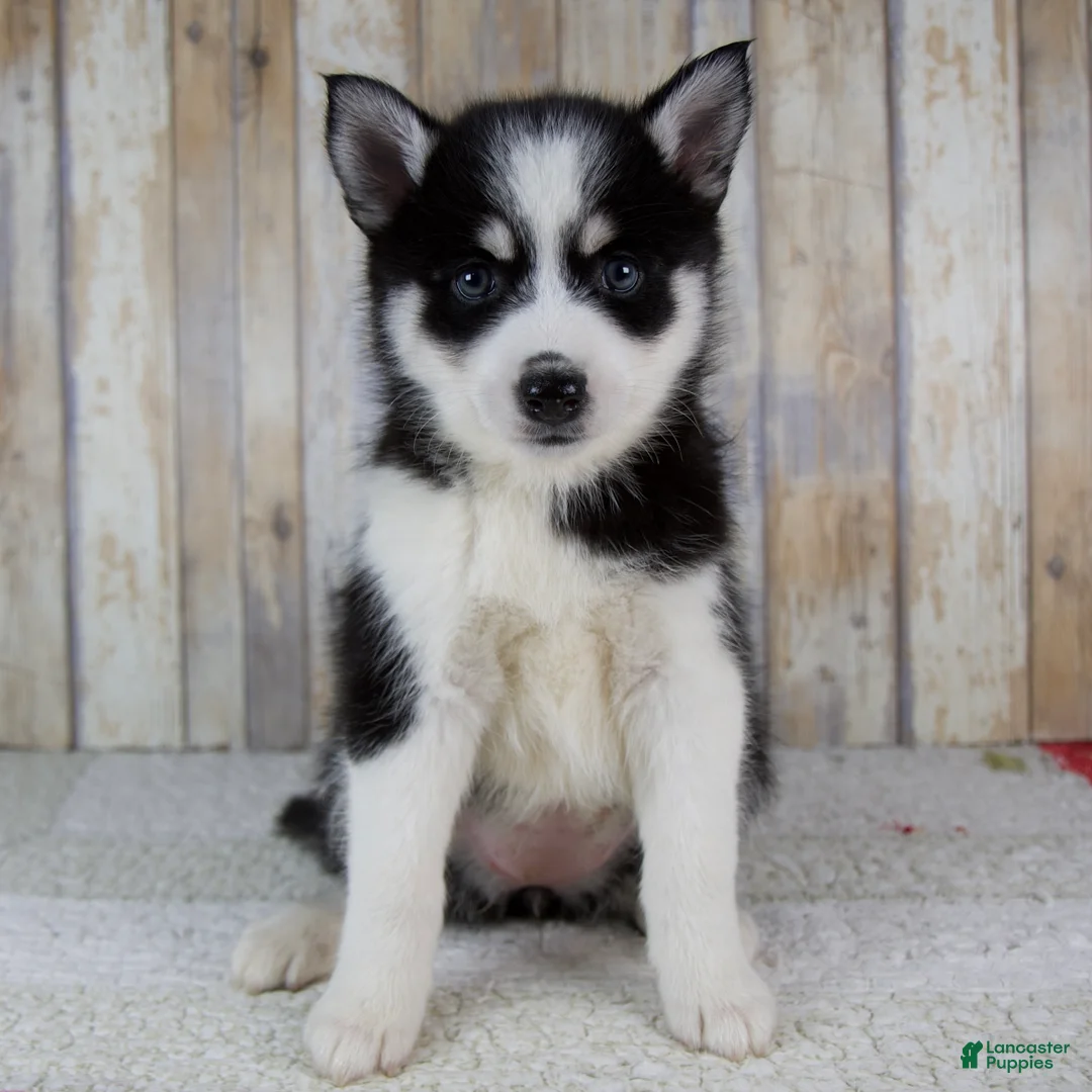 Pomsky dogs for sale: Bonnie - Ad 1