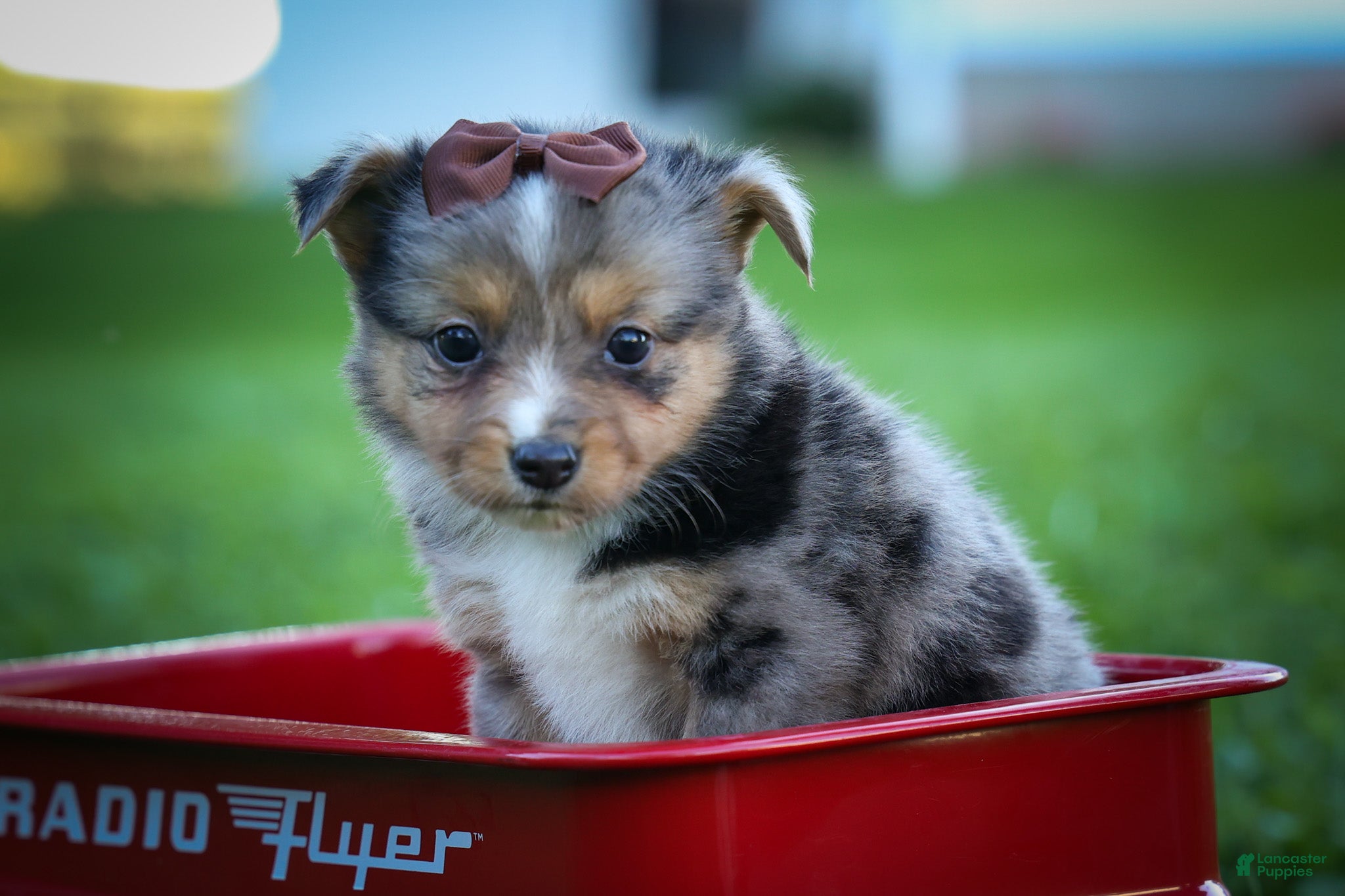 Mixed Breed dogs Garret💙 - Ad 1