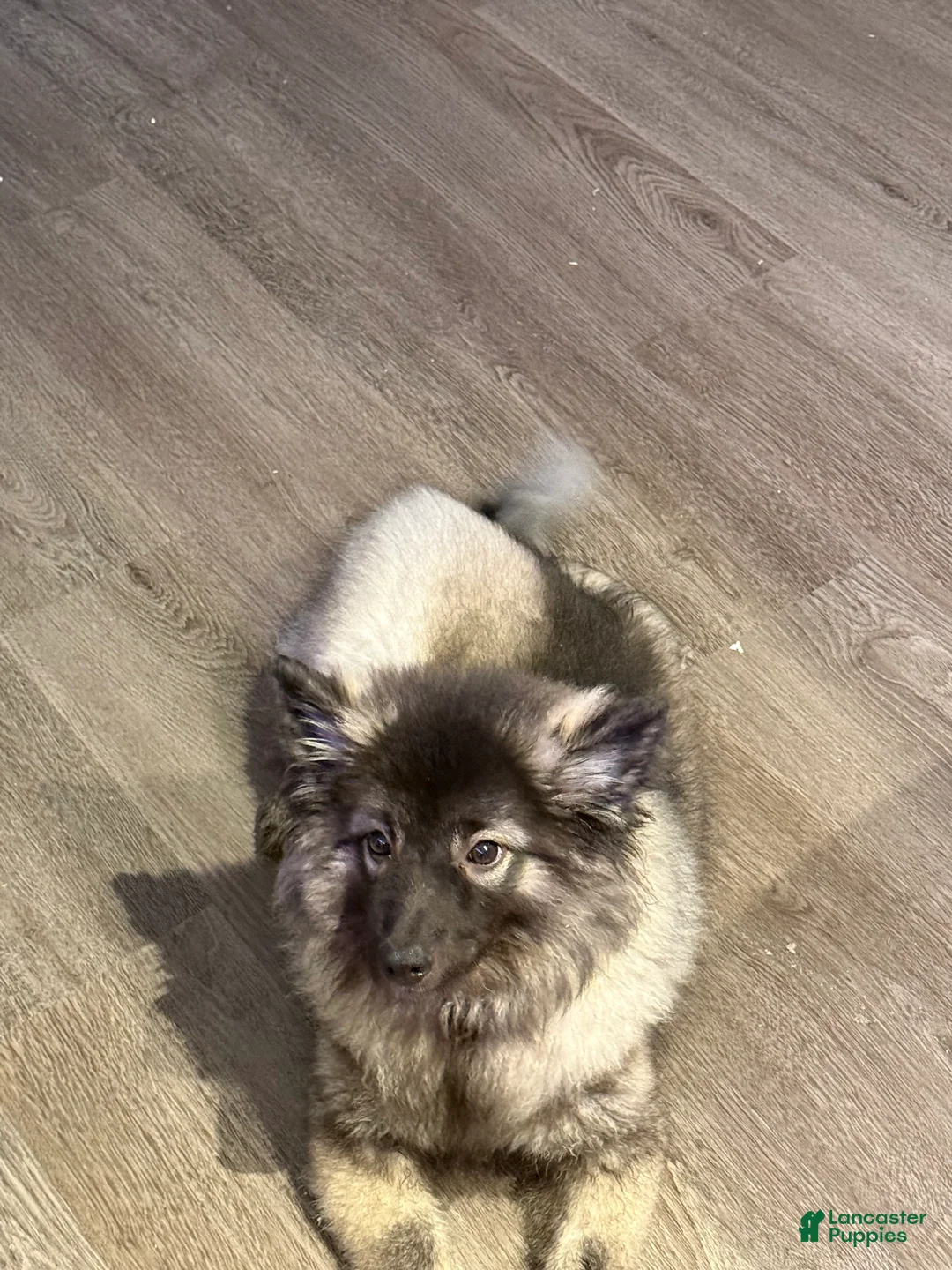 Keeshond dogs for sale: Keeshond (RIRI) - Ad 2