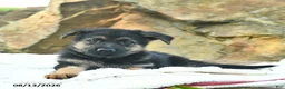German Shepherd dogs for sale: Angel  - Ad 2
