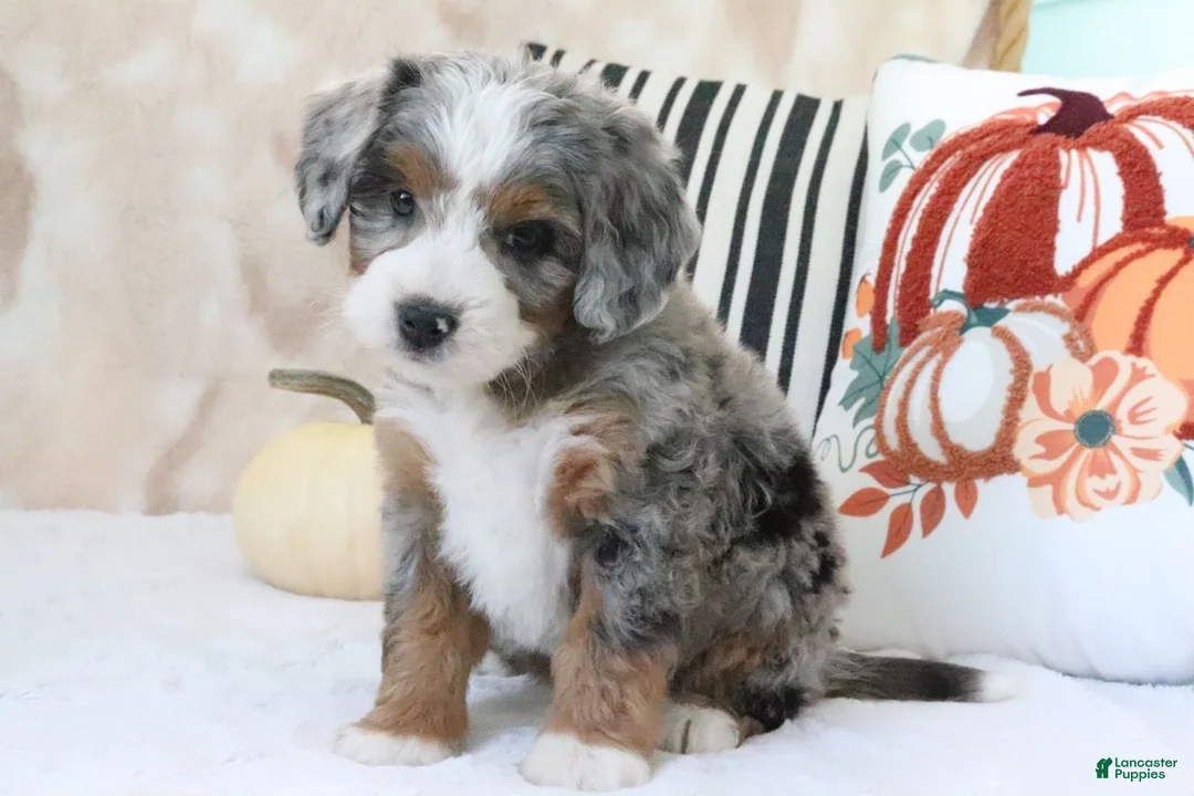 Mini Bernedoodle dogs for sale: Sharon - Ad 1