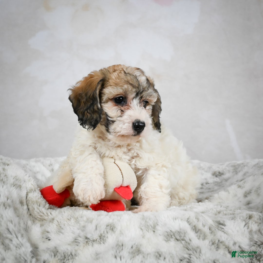 Bichpoo dogs for sale: Bella - Ad 8