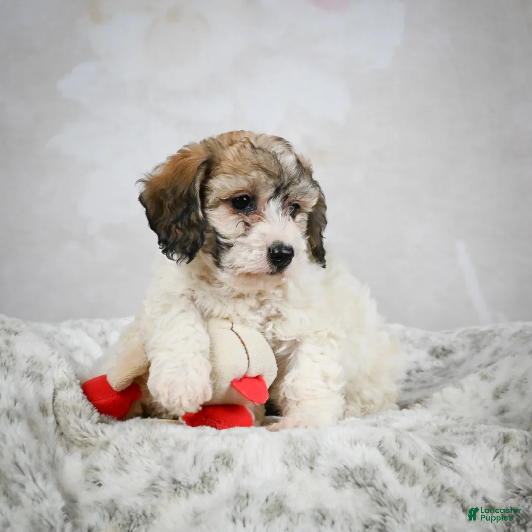 Bichpoo dogs for sale: Bella - Ad 8