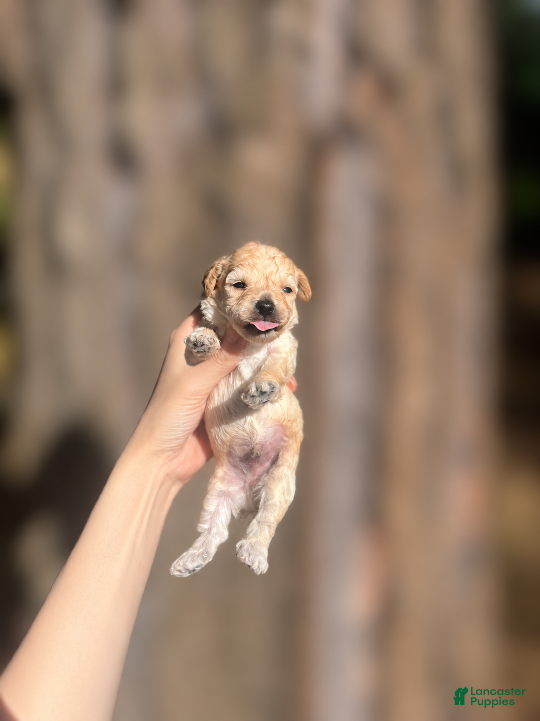 Toy Poodle dogs Jimmy - Ad 2