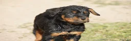 Rottweiler dogs for sale: Rottweiler litter of 5 puppies - Ad 39