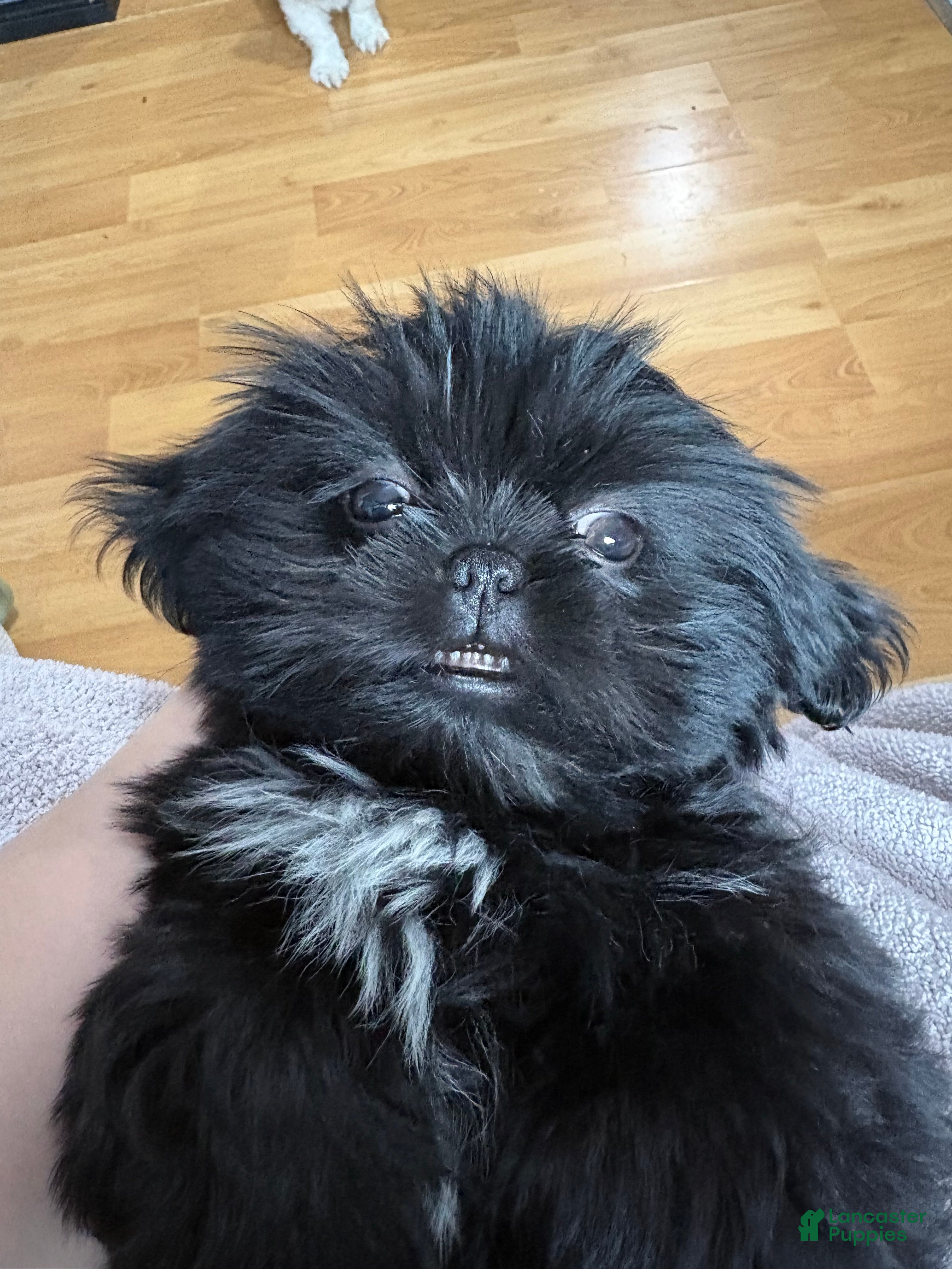 Shih Tzu dogs Shih Tzu Puppy 1 - Ad 1