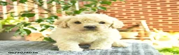 Mini Goldendoodle dogs for sale: April  - Ad 1