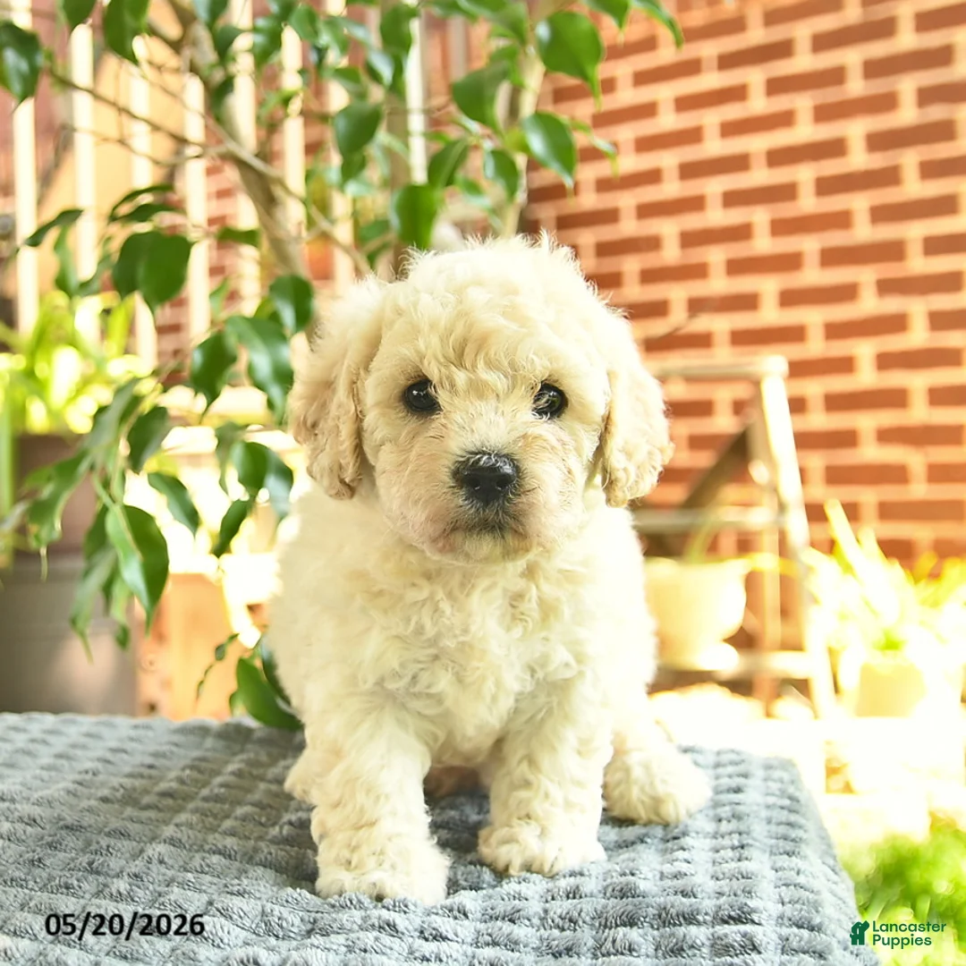 Mini Goldendoodle dogs for sale: April  - Ad 1