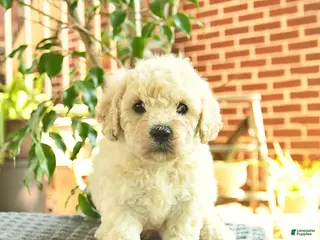 Mini Goldendoodle dogs for sale: April - Ad 3