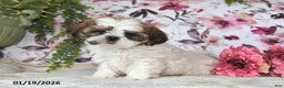 Shih Tzu dogs for sale: Mac - Ad 4
