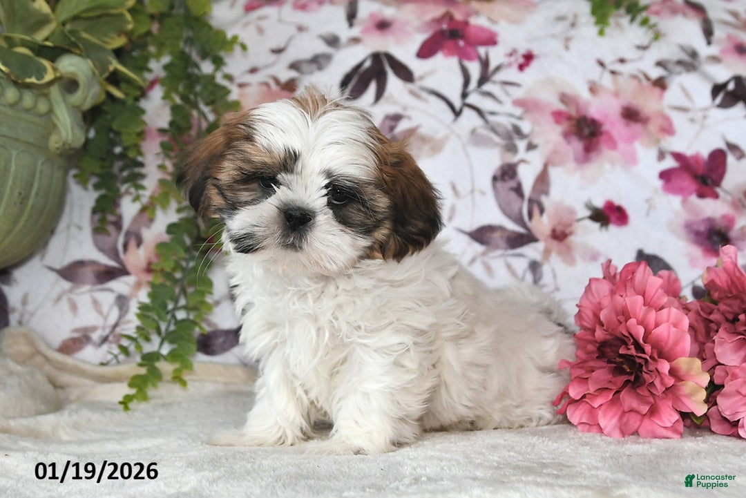 Shih Tzu dogs for sale: Mac - Ad 4