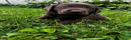 Labrador Retriever dogs for sale: Briar - Ad 4