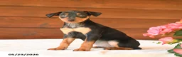 Miniature Pinscher dogs for sale: Chase - Ad 5