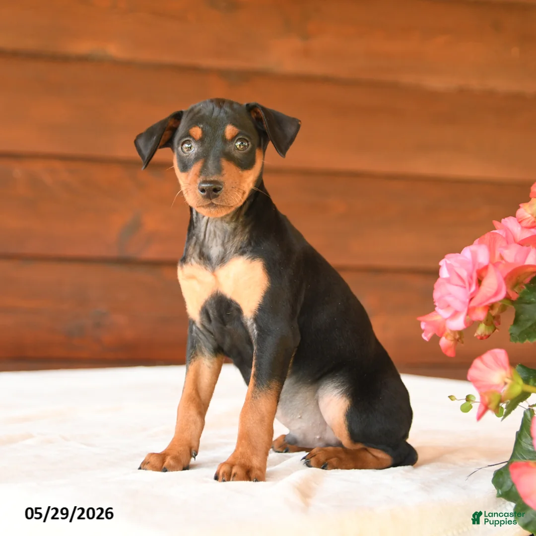 Miniature Pinscher dogs for sale: Chase - Ad 5