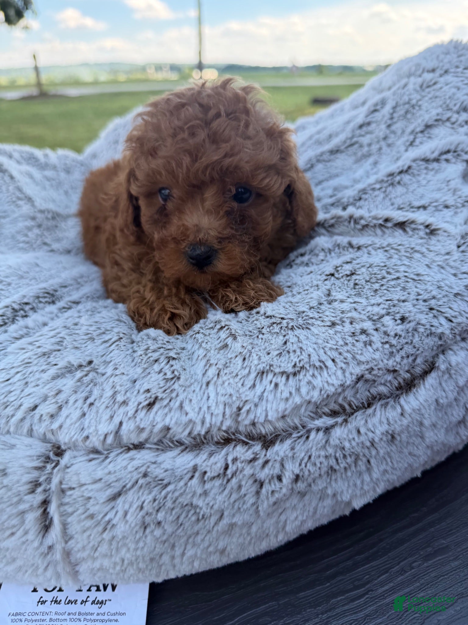 Toy Poodle dogs for sale: Toy Poodle 2 - Ad 2