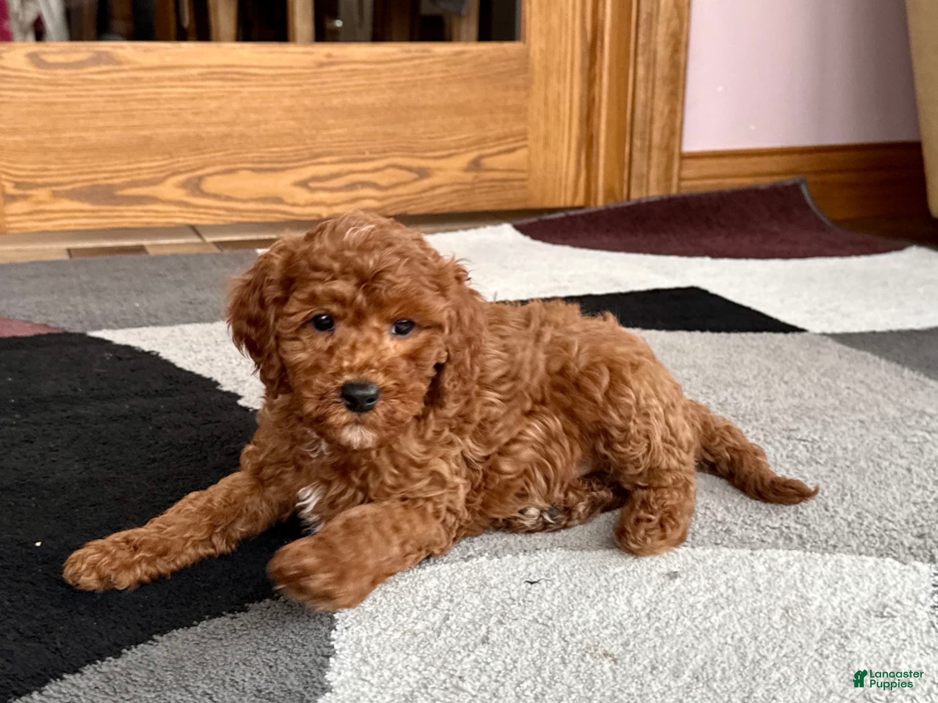 Cavapoo dogs Justin - Ad 10