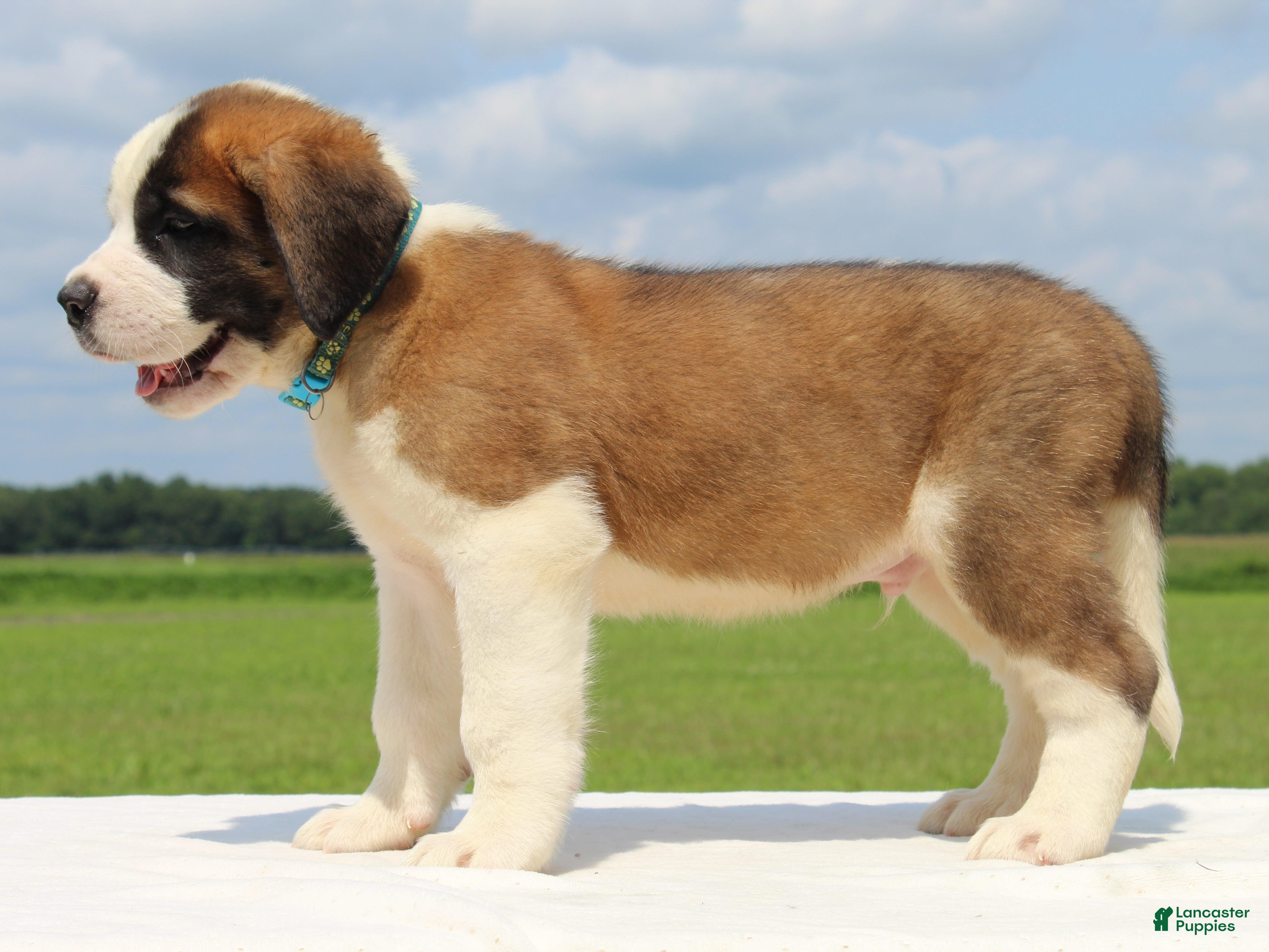 Saint Bernard dogs Morgan - AKC Champion Bloodlines - Ad 2