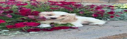 Cocker Spaniel dogs for sale: Ceaser - Ad 5