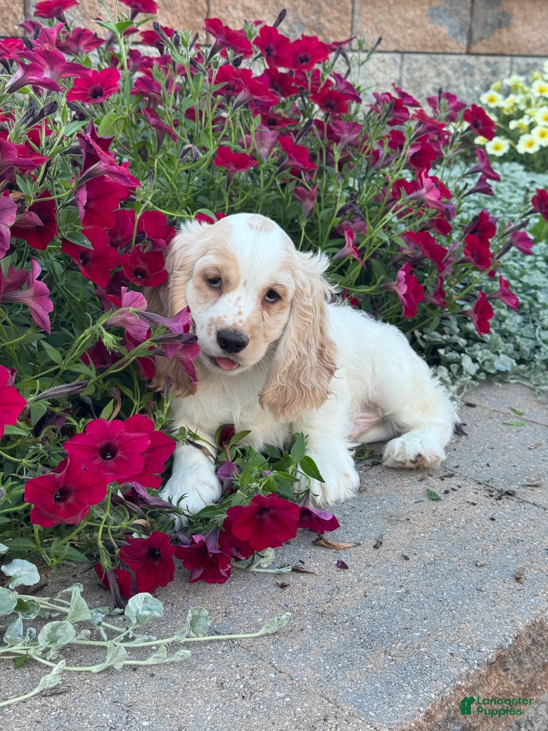 Cocker Spaniel dogs for sale: Ceaser - Ad 5