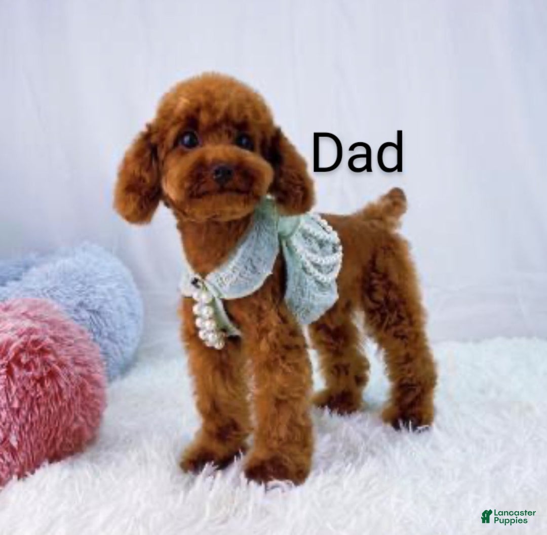 Havapoo dogs for sale: Angie👨‍👨‍👦‍👦💞🐕Miniature - Ad 20