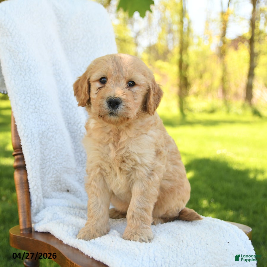 Goldendoodle dogs Cookie - Ad 2