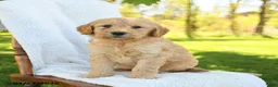 Goldendoodle dogs for sale: Cookie - Ad 2