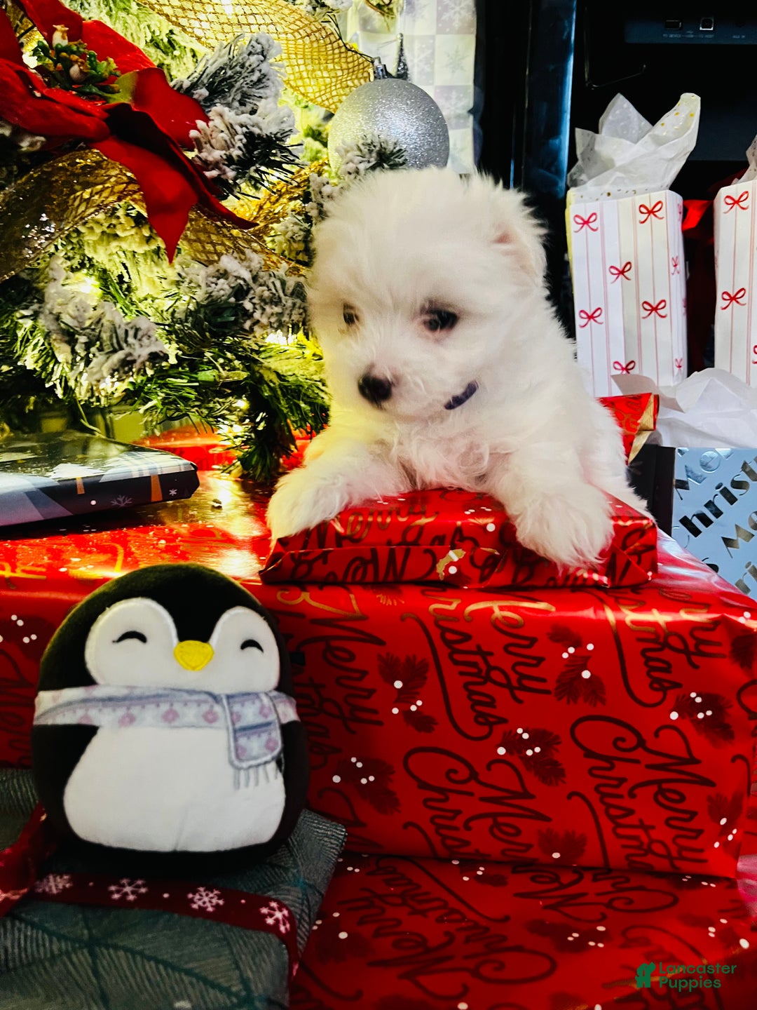 Maltese dogs for sale: Ribbons - Ad 5