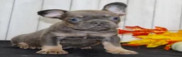 French Bulldog dogs for sale: Gina Female AKC French Bulldog - Ad 4