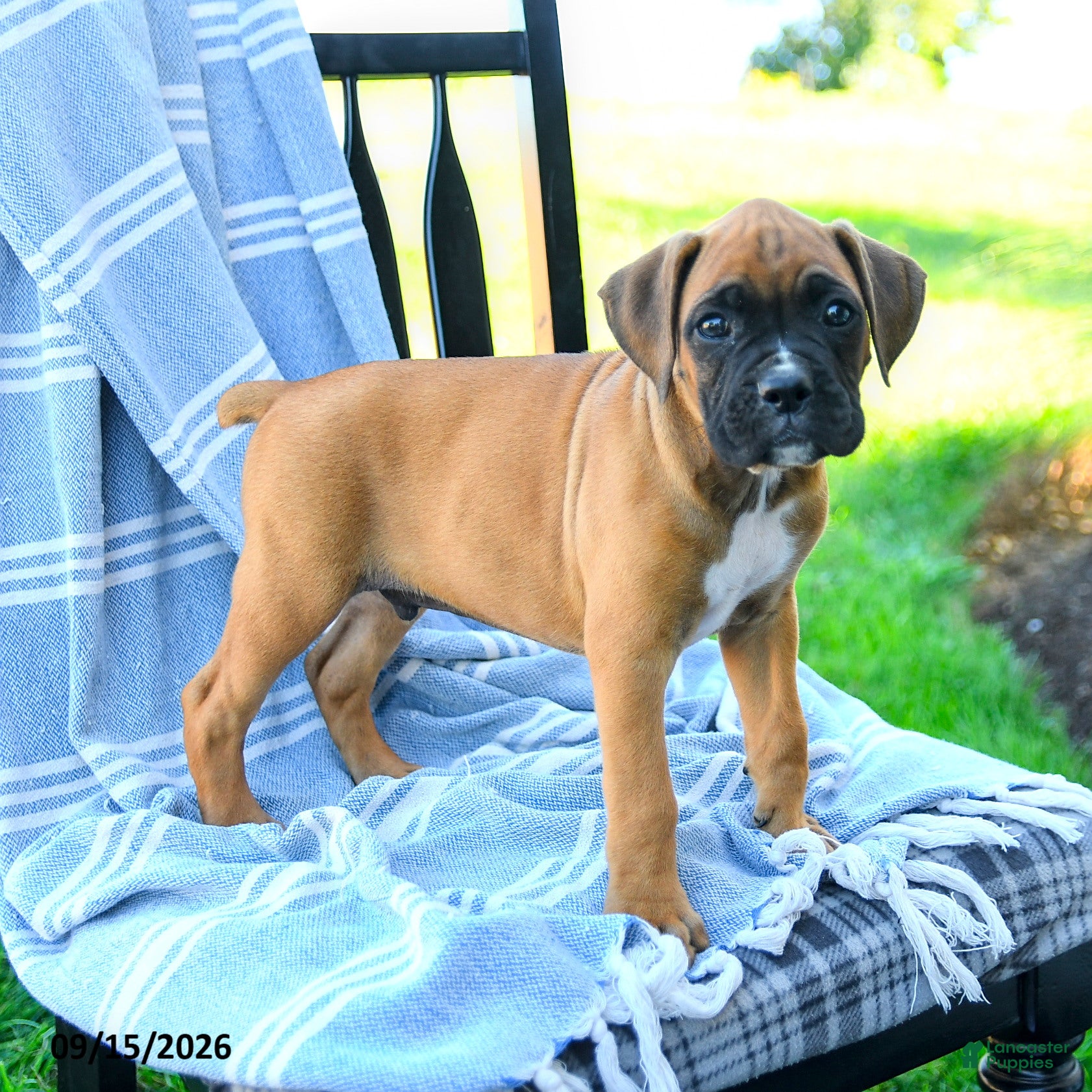 Boxer dogs Oliver - Ad 2