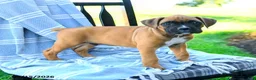 Boxer dogs for sale: Oliver - Ad 2