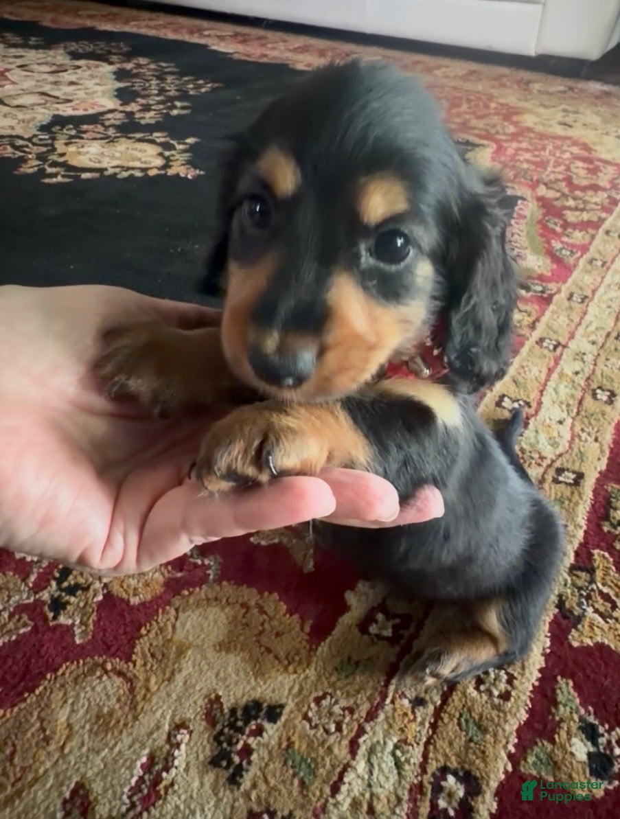 Miniature Dachshund dogs Longhair Male - Ad 1