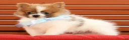 Pomeranian dogs for sale: Sawyer - Ad 3