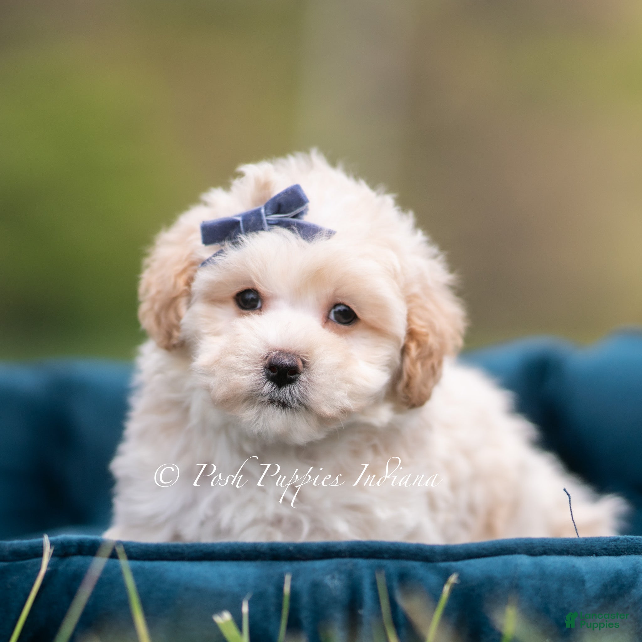 Maltipoo dogs Dottie - Ad 32