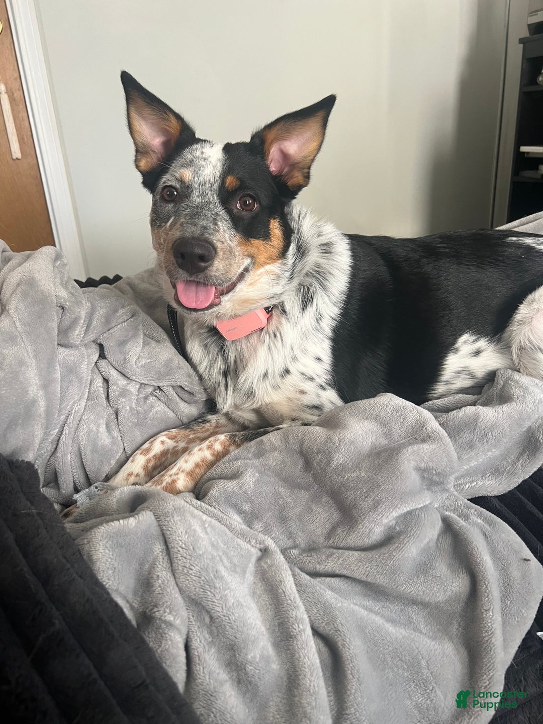 Mixed Breed dogs for sale: Australian shepherd & Border collie  - Ad 1