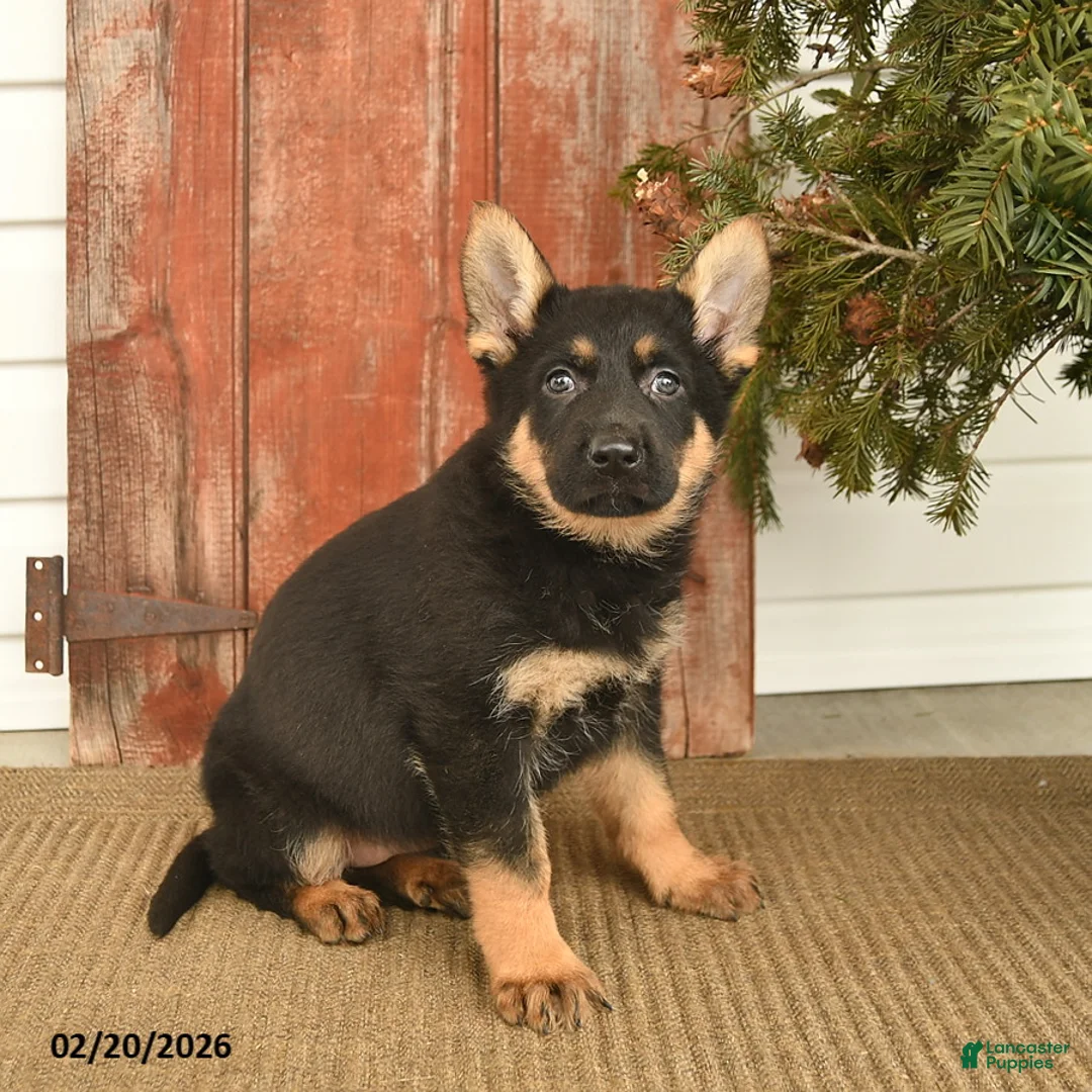 German Shepherd dogs for sale: Britt  - Ad 3