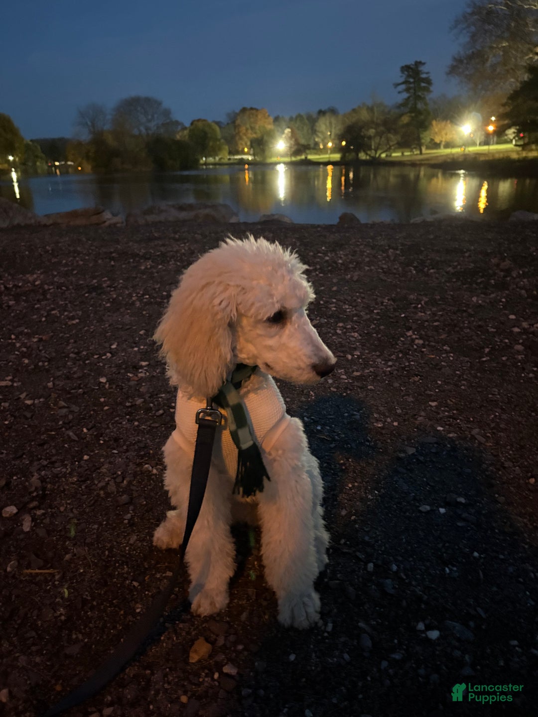 Standard Poodle dogs for sale: Standard Poodle Puppy 1 - Ad 4