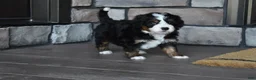 Mini Bernedoodle dogs for sale: Jodie - Ad 5