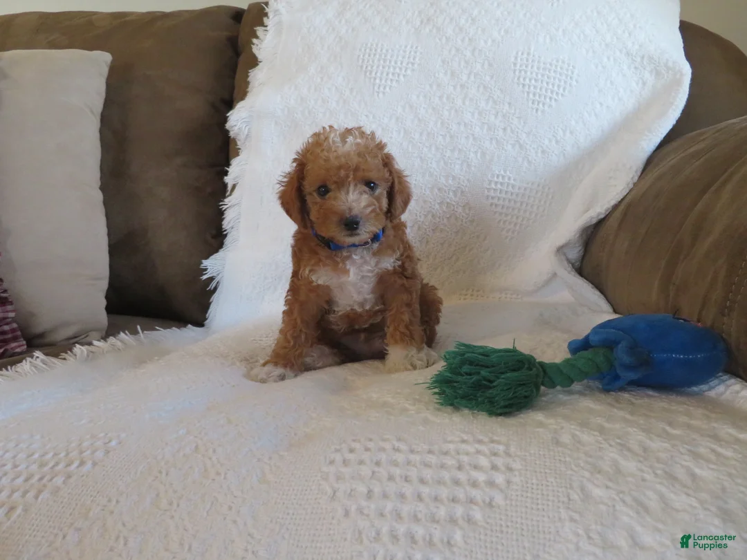 Cavapoo dogs for sale: Peanut - Ad 1