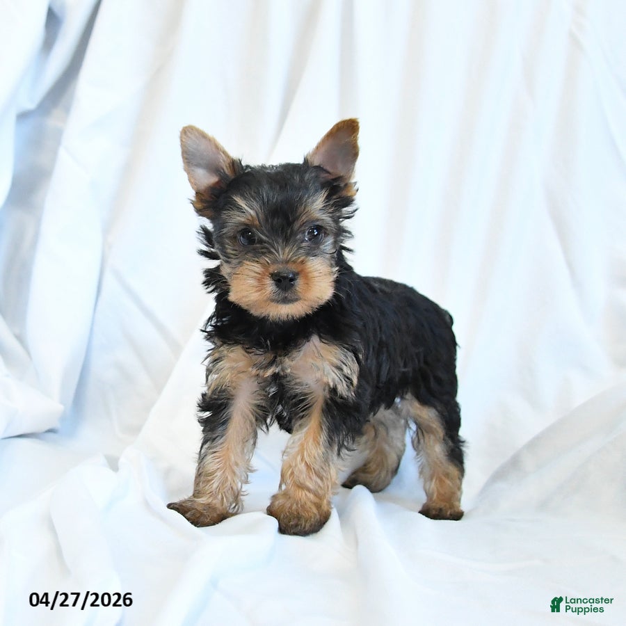 Yorkshire Terrier dogs Beauty - Ad 2
