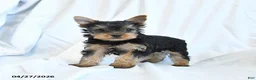 Yorkshire Terrier dogs for sale: Beauty - Ad 2