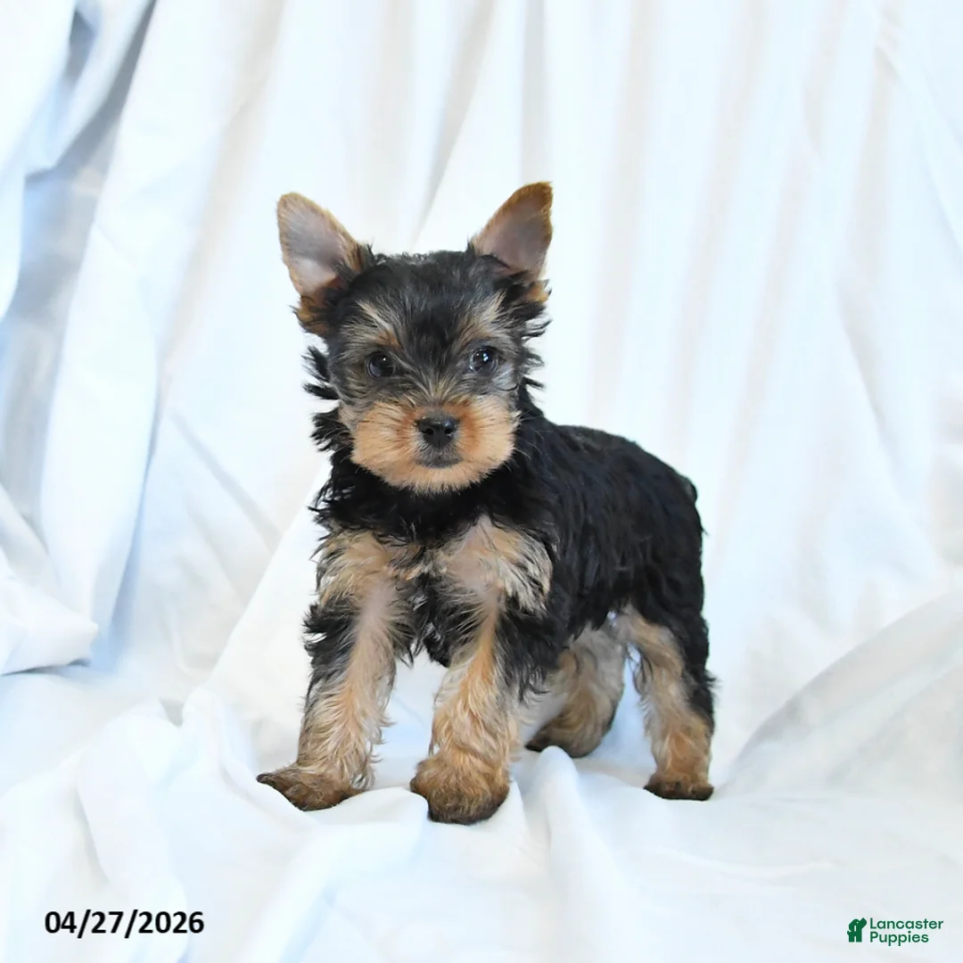 Yorkshire Terrier dogs for sale: Beauty - Ad 2