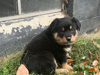 Mixed Breed dogs - Ad 10