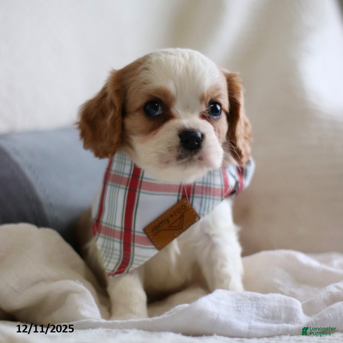 Cavalier King Charles Spaniel dogs Landon - Ad 12