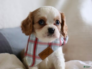 Cavalier King Charles Spaniel dogs Landon - Ad 25