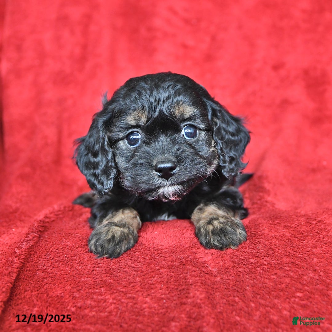 Cavapoo dogs for sale: George - Ad 3