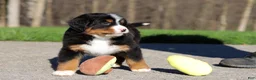 Bernese Mountain Dog dogs for sale: Champ - Ad 10