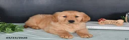 Golden Retriever dogs for sale: Kari - Ad 4