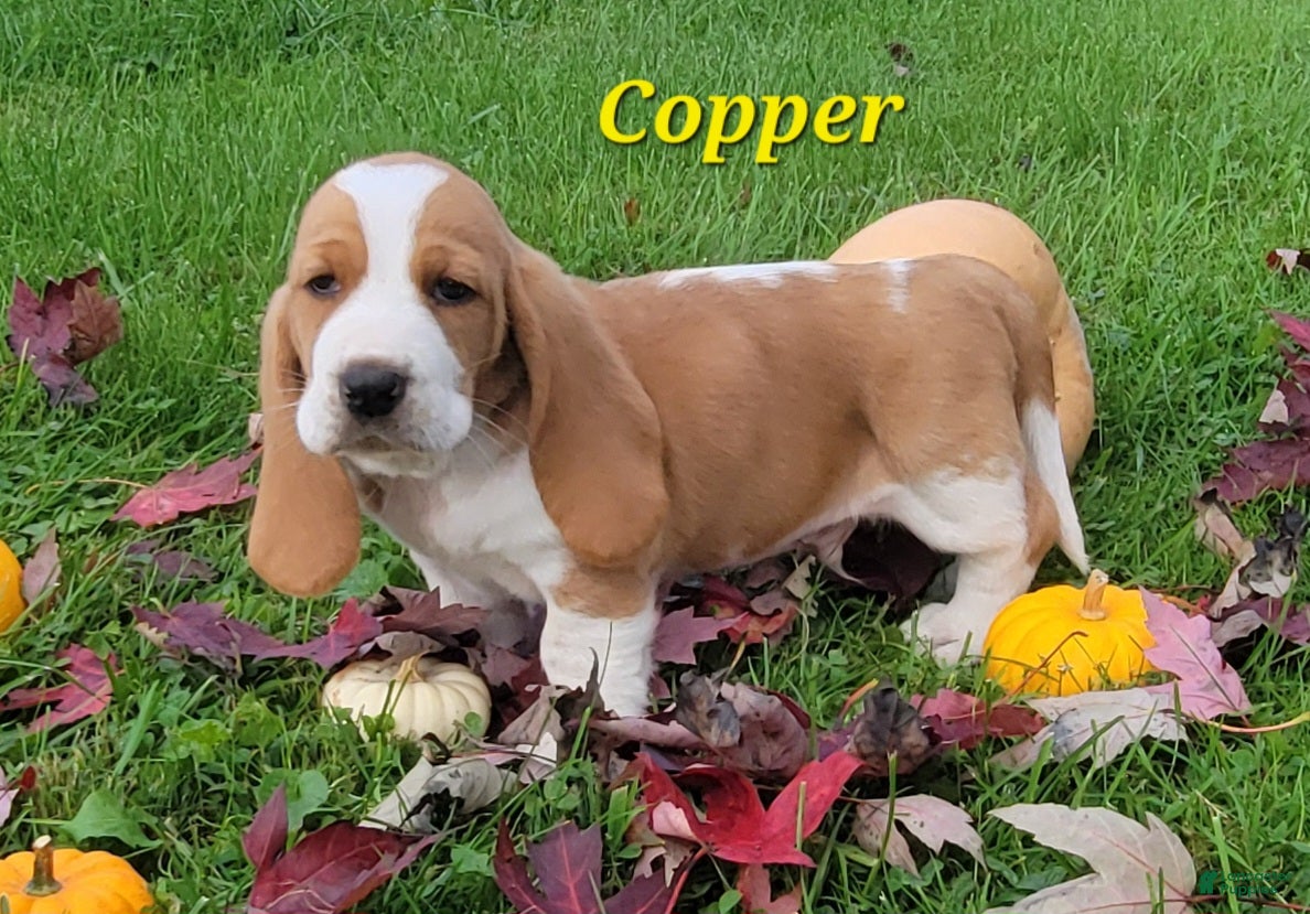 Basset Hound dogs Copper - Ad 1